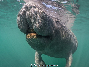 Joyous
A 'smiling' manatee in Crystal River, Florida by Tanya Houppermans 